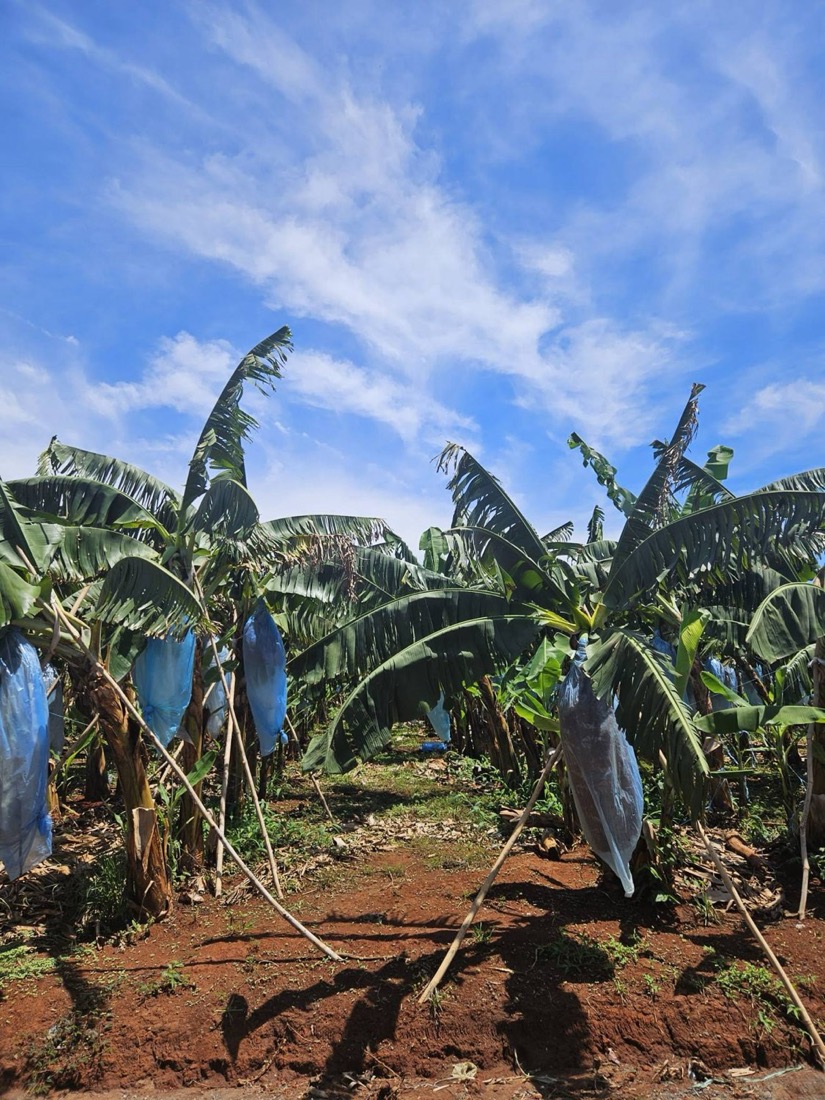 Bagged banana bunches under cultivation — quality control