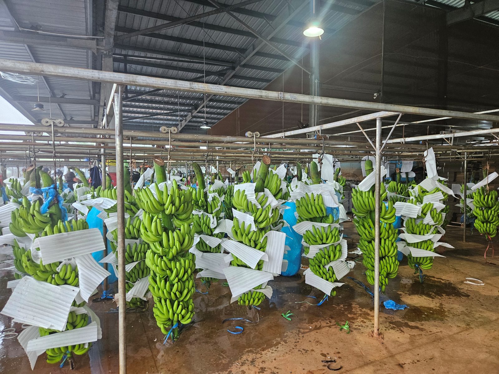 At our partner farm's packing house — harvested banana bunches handled under quality-controlled conditions