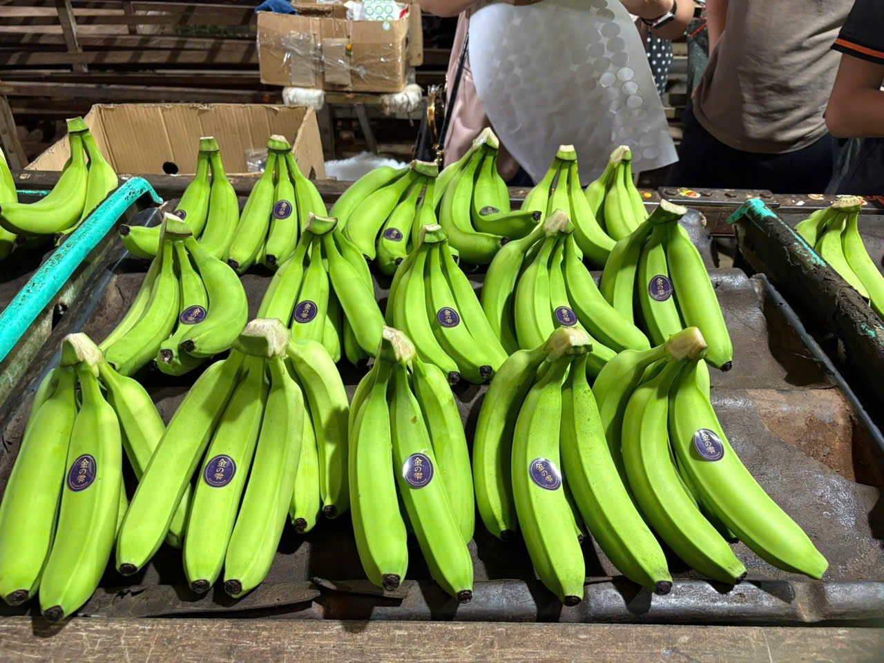 'Golden Drop' bananas labelled and packed at our certified partner farm