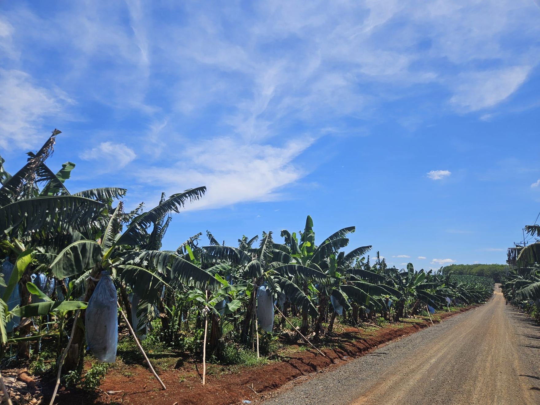 Banana plantation in Vietnam — a diversified supply origin